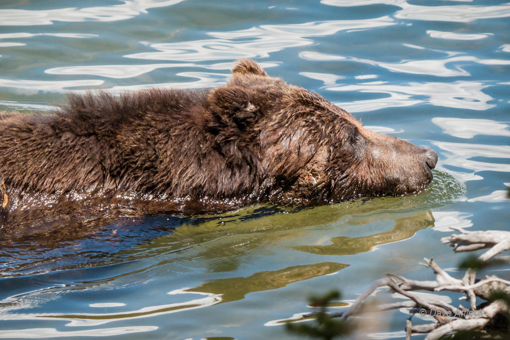 20140620_Yellowstone_Vacation-1381W.jpg