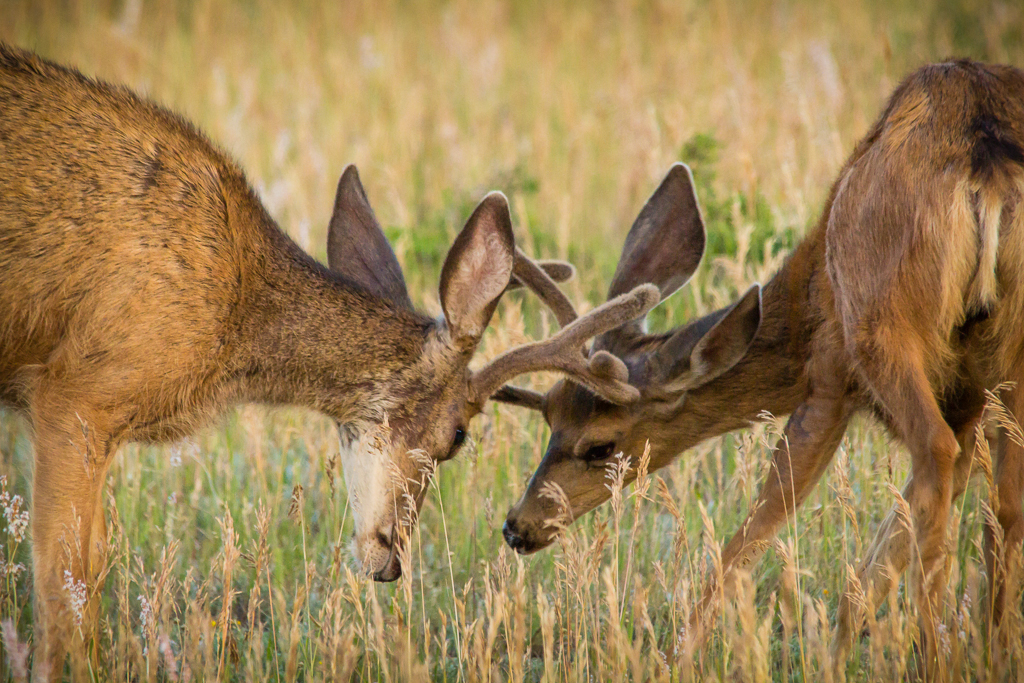 20130801_Elk%20Ridge_Camping-385W.jpg