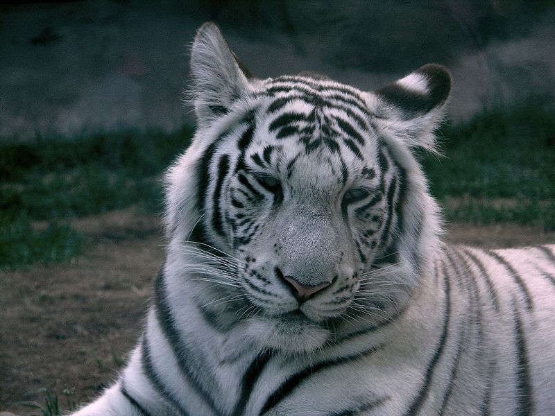 white_tiger2.jpg