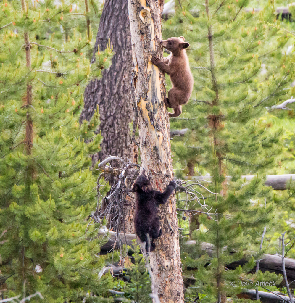 20140620_Yellowstone_Vacation-2252-EditW.jpg