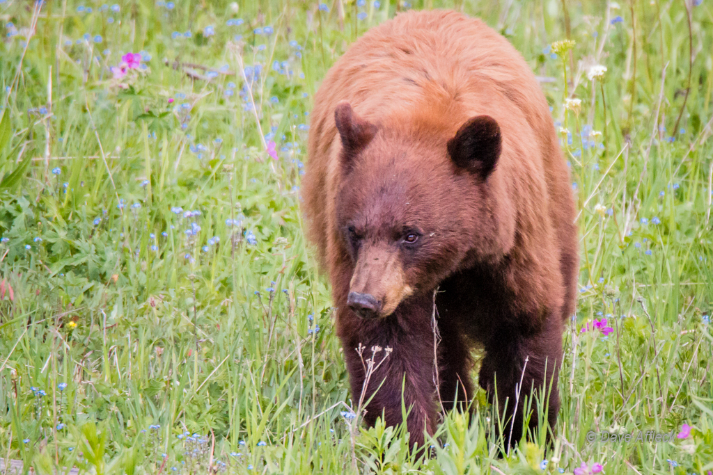 20140620_Yellowstone_Vacation-2591-EditW.jpg