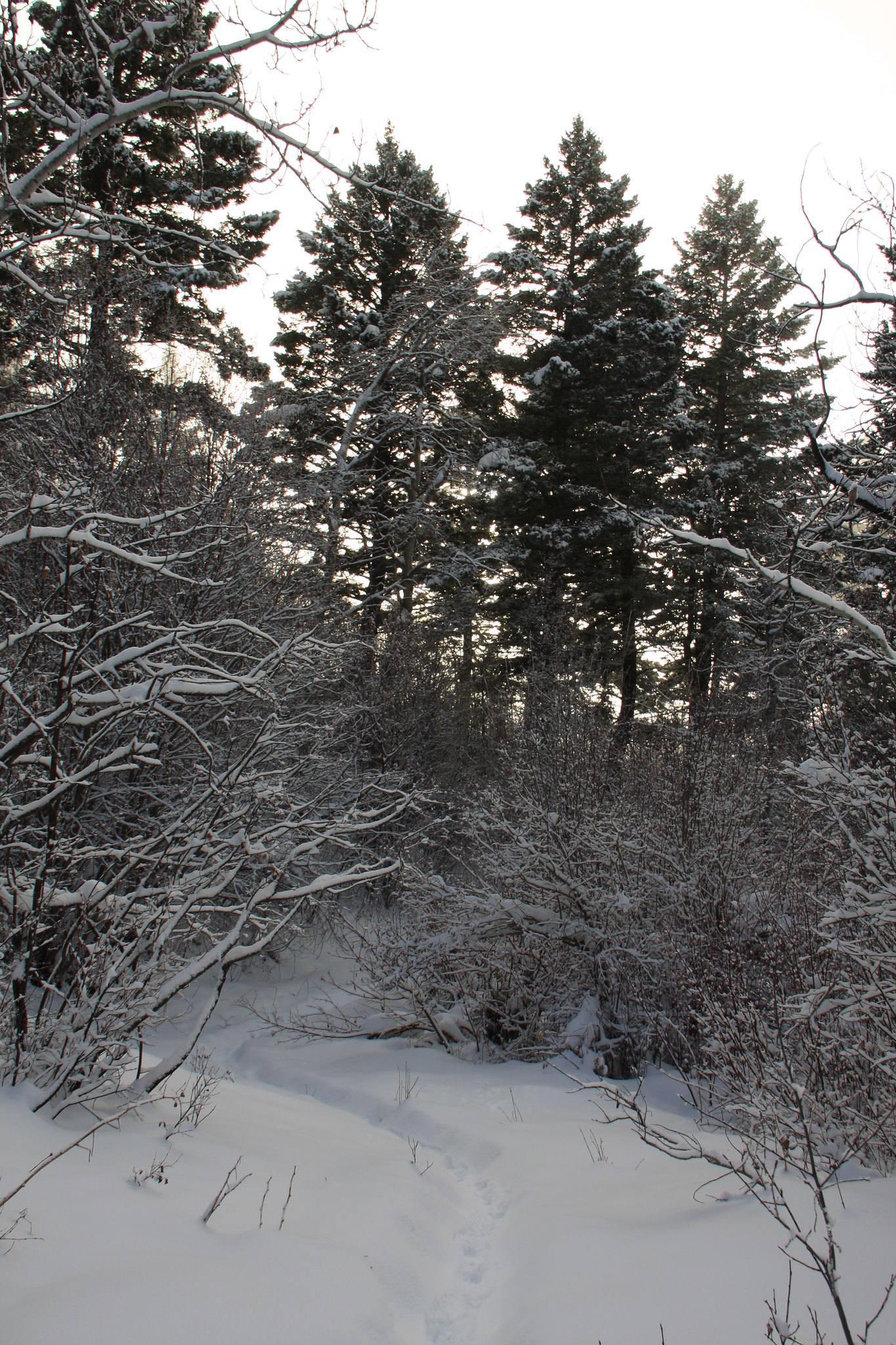 23580100900_bedd9a8b56_k.jpg