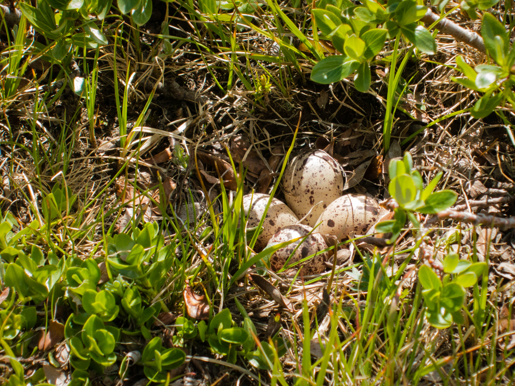 20130628_Uintas_Backpacking-49W.jpg