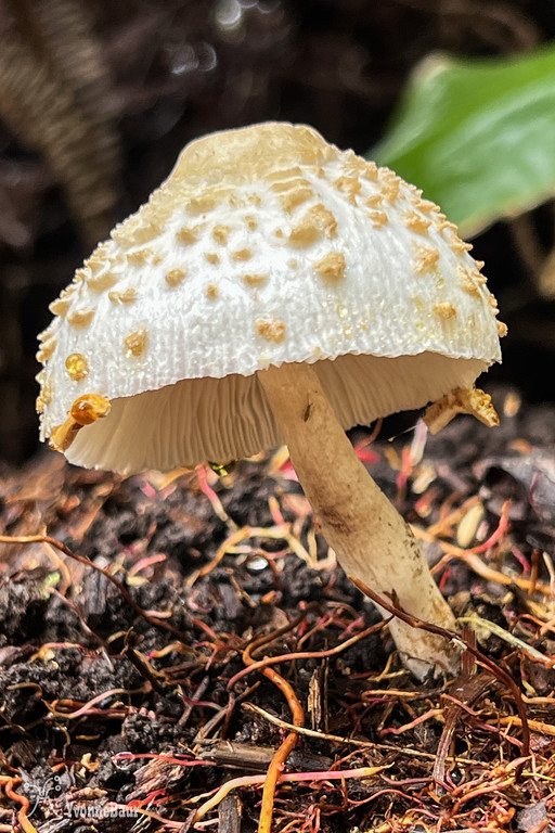 mushroom%20close-up%20copy-XL.jpg