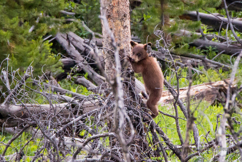 20140620_Yellowstone_Vacation-2285-EditW.jpg