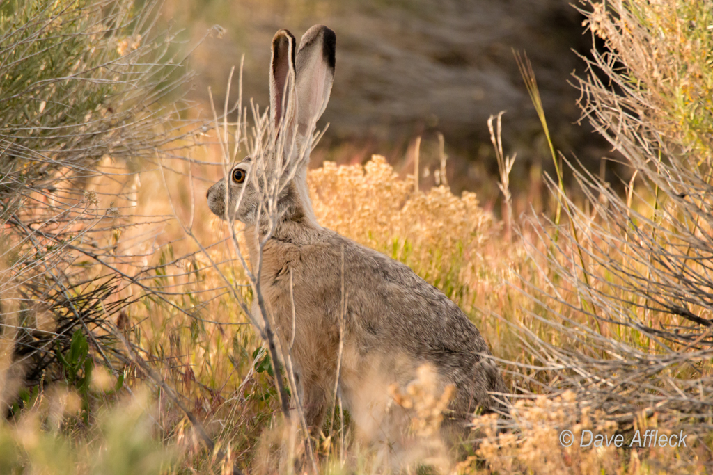 20140520I_Wildlife-65-W.jpg