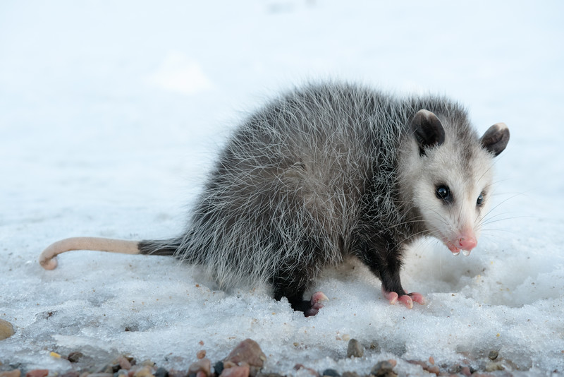 possum-120515-L.jpg