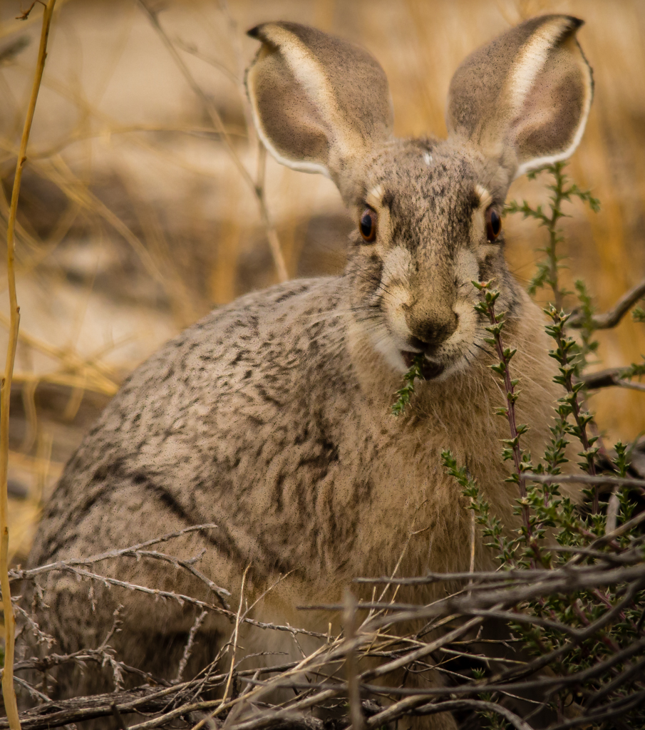 20130910_Bucks-3.jpg