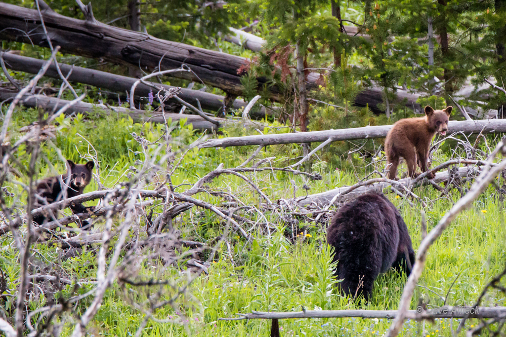 20140620_Yellowstone_Vacation-2312-EditW.jpg