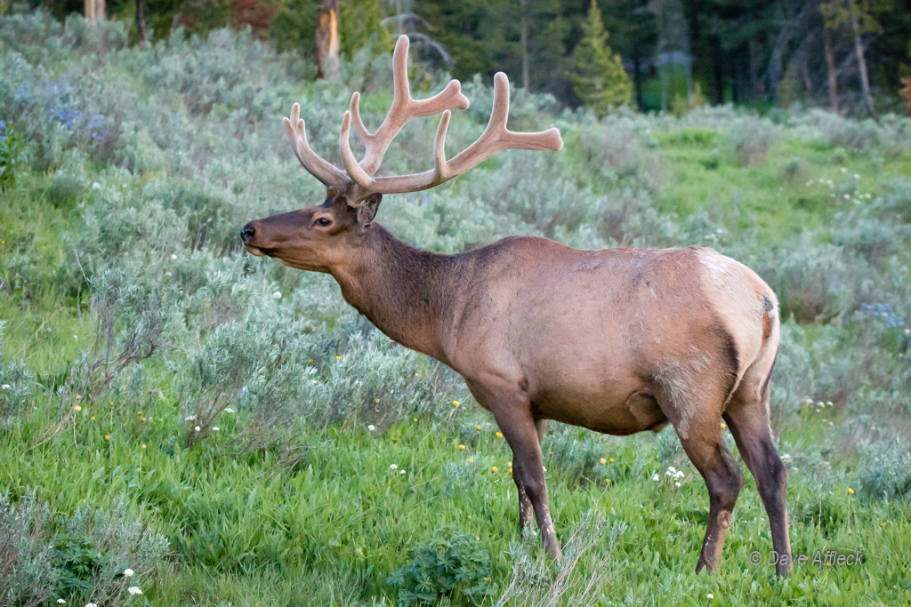 20140620_Yellowstone_Vacation-1223W.jpg