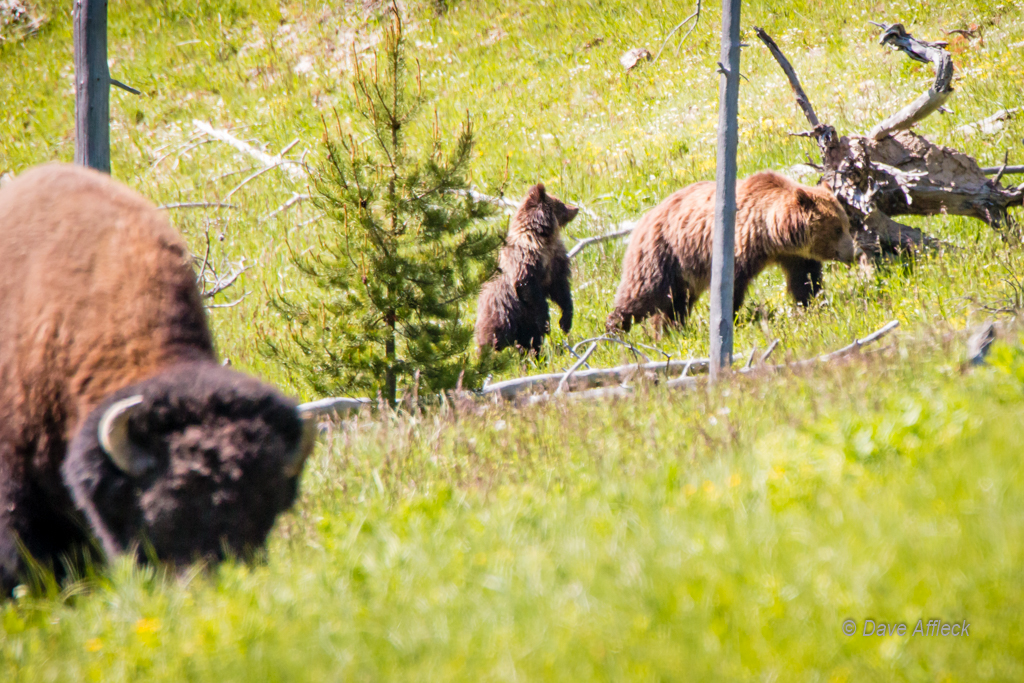 20140620_Yellowstone_Vacation-819-EditW.jpg