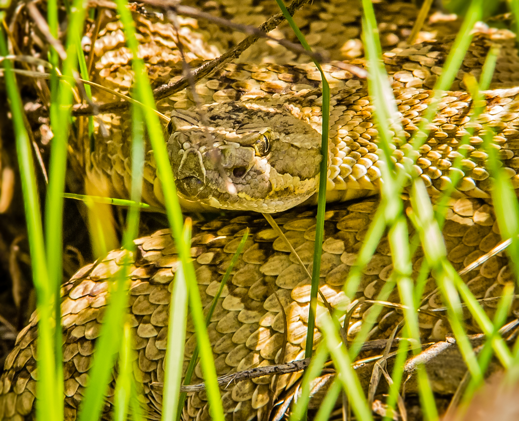 20130525_Indian%20Canyon_Rattlesnake-13CW.jpg