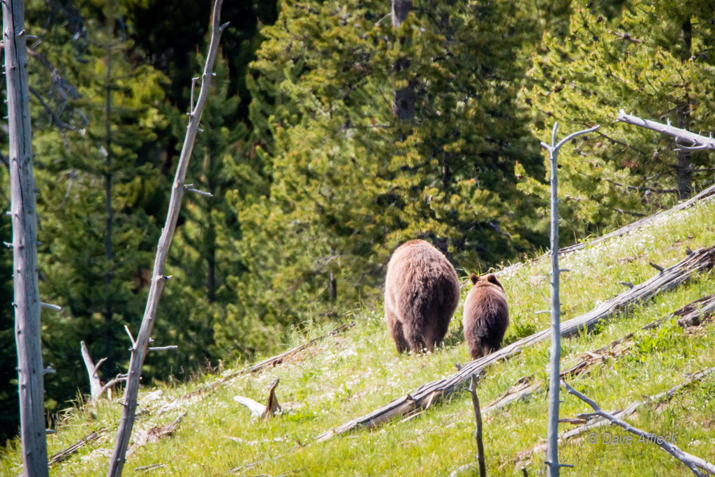 20140620_Yellowstone_Vacation-904-EditW.jpg