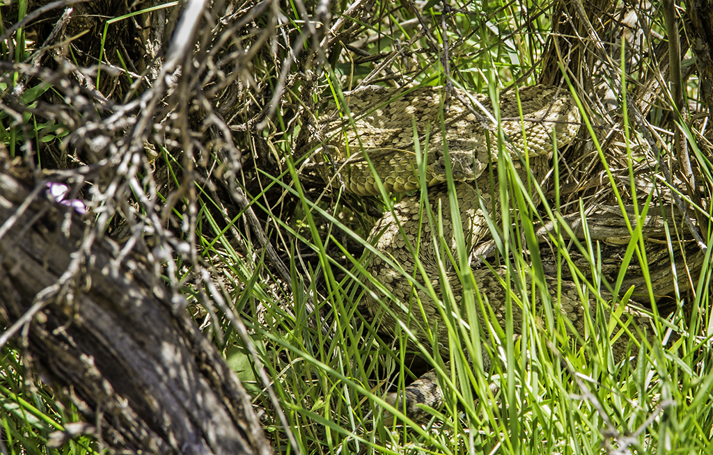 20130525_Indian%20Canyon_Rattlesnake-12W.jpg