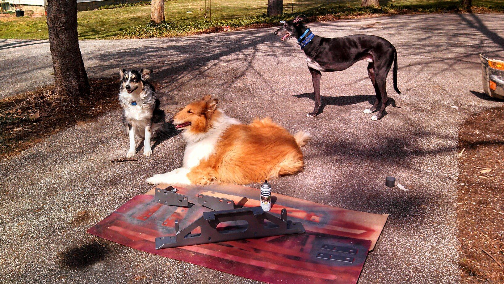 caninetrio.jpg