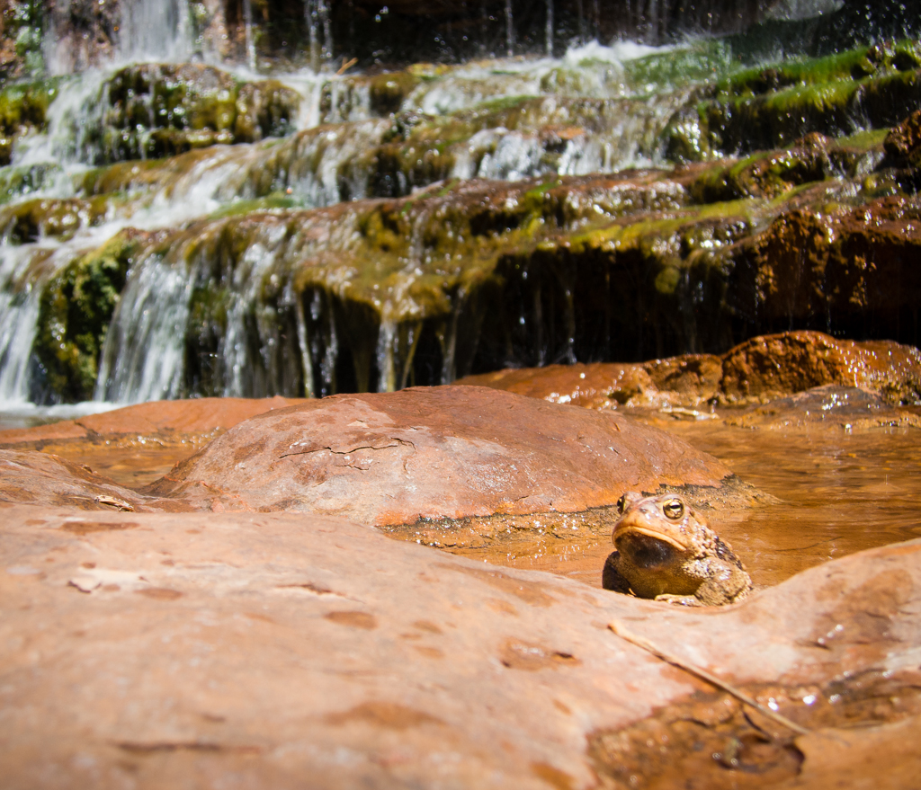 20140501_Salt%20Creek_Backpacking-445W.jpg