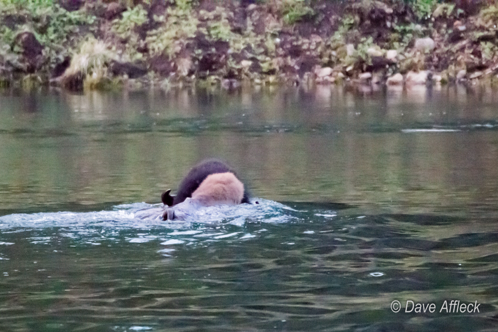 20140620_Yellowstone_Vacation-1232W.jpg