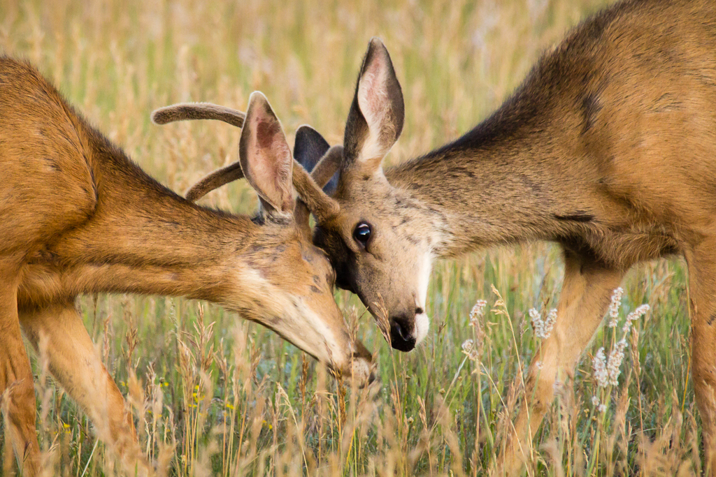 20130801_Elk%20Ridge_Camping-383W.jpg