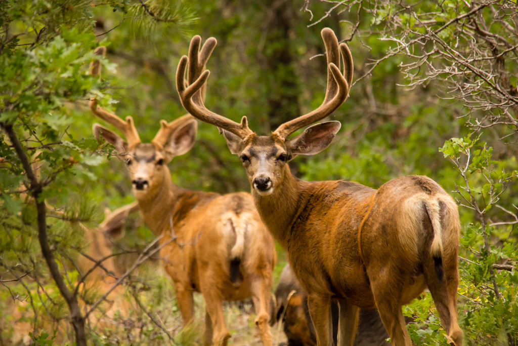 20130801_Elk%20Ridge_Camping-17W.jpg