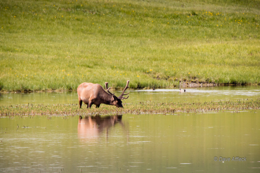 20140620_Yellowstone_Vacation-2050W.jpg