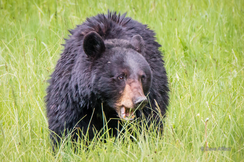 20140620_Yellowstone_Vacation-664-EditW.jpg