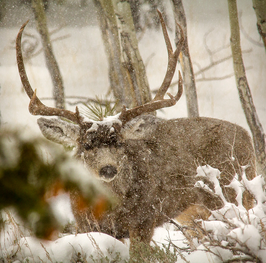 20131121_Deer-121WB.jpg