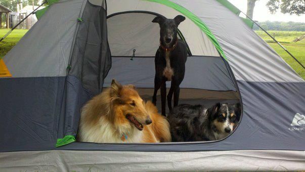 campdogs.jpg