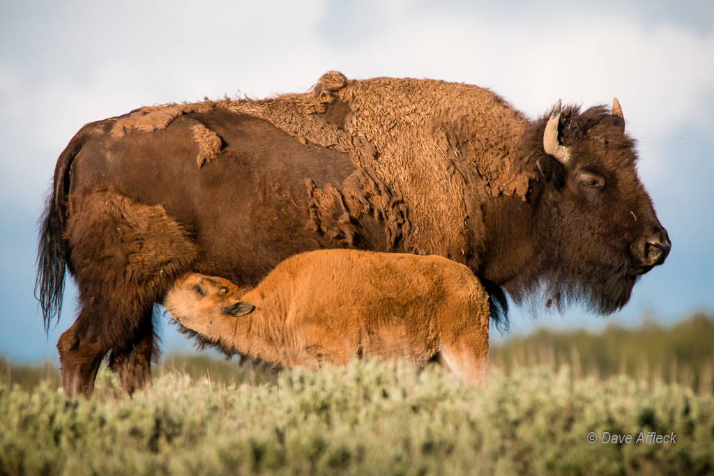 20140620_Yellowstone_Vacation-1920W.jpg