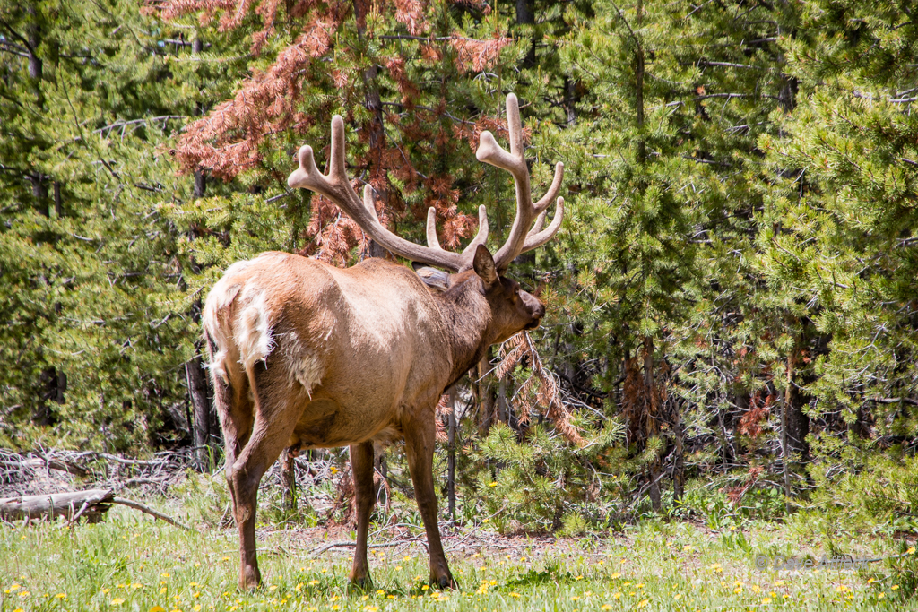 20140620_Yellowstone_Vacation-1586W.jpg