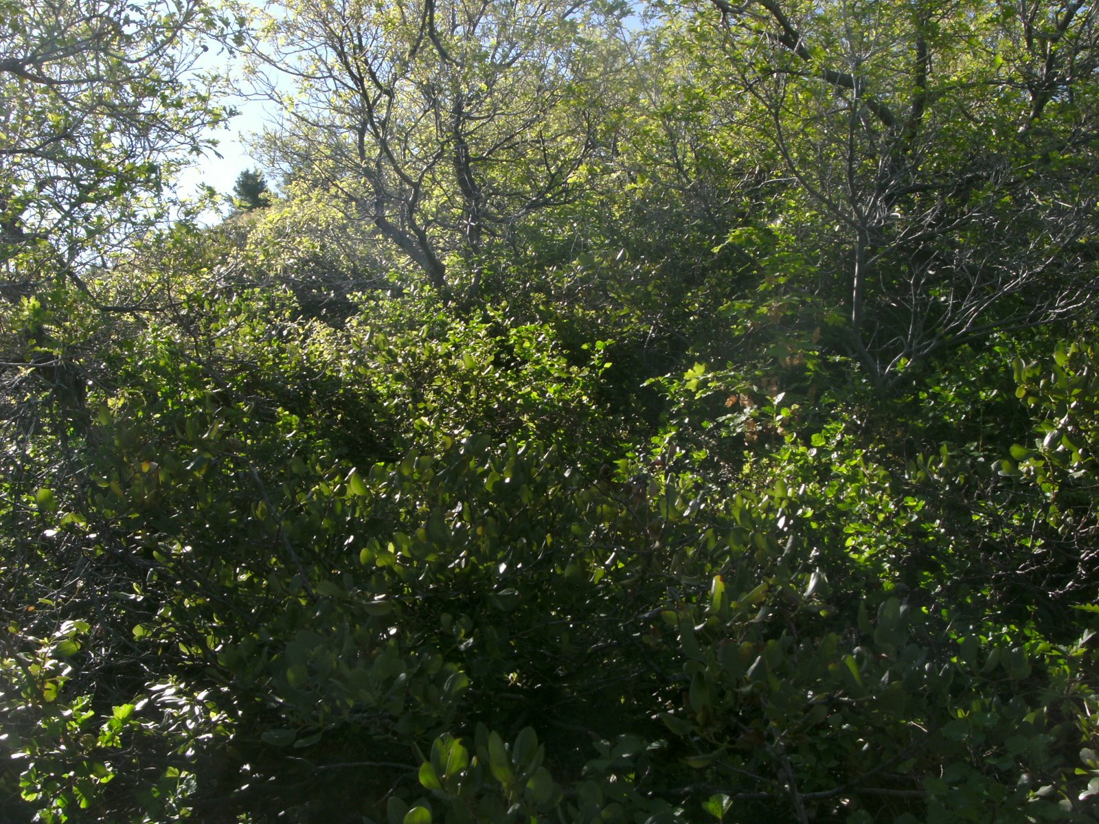 pict06121.jpg