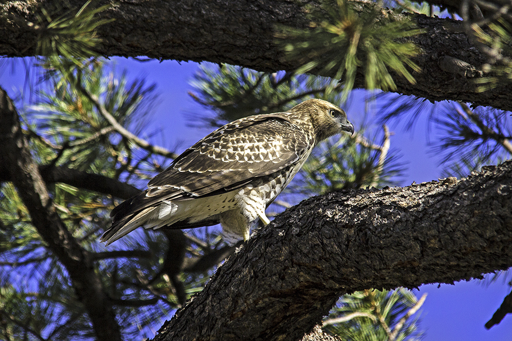 20130801_Elk%20Ridge_Camping-301W.jpg