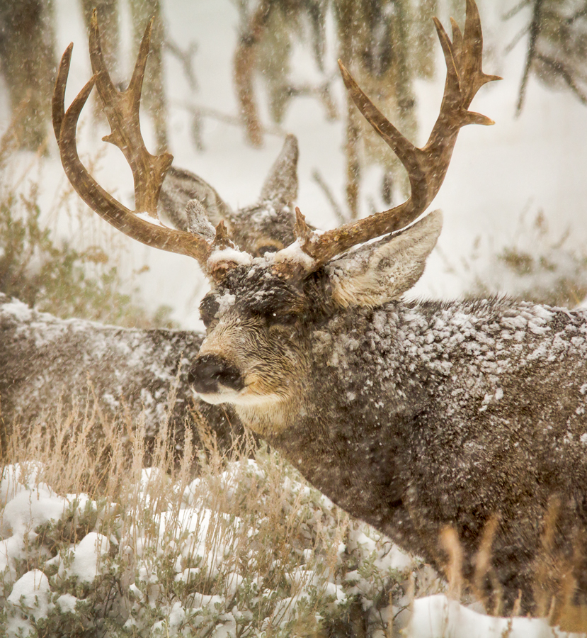 20131121_Deer-175WB.jpg