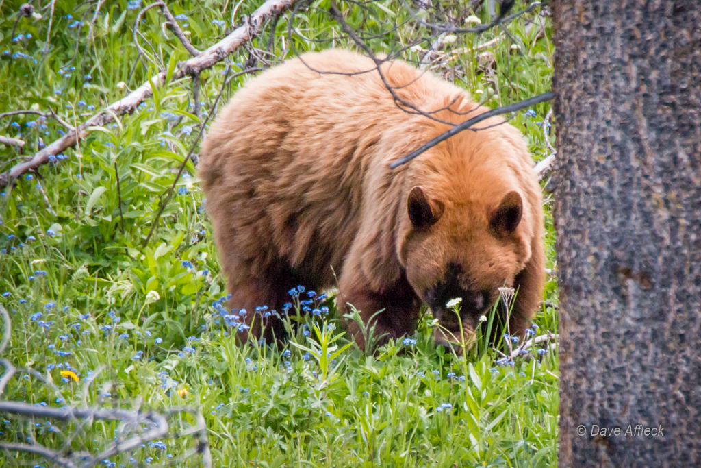 20140620_Yellowstone_Vacation-651-EditW.jpg