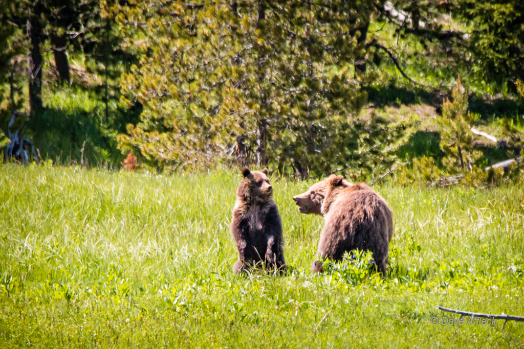 20140620_Yellowstone_Vacation-790-EditW.jpg