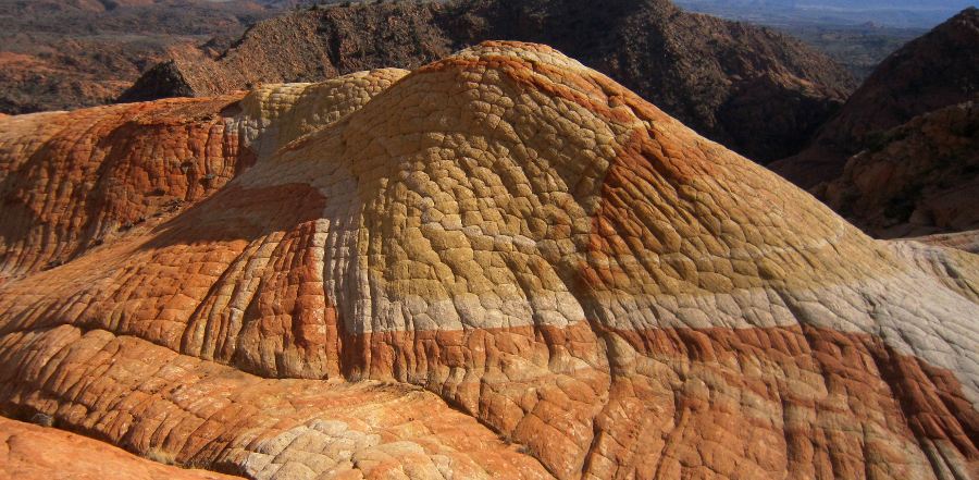 11_tortoise_shell.jpg