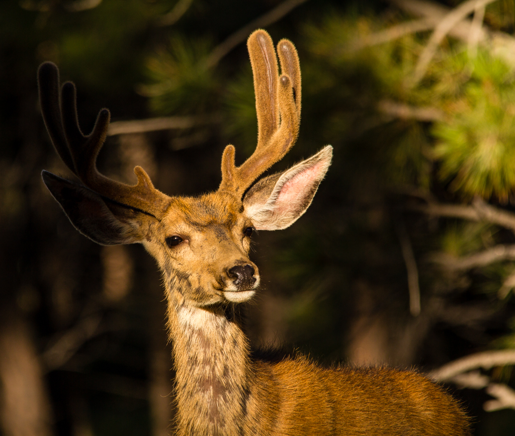 20130801_Elk%20Ridge_Camping-358W.jpg