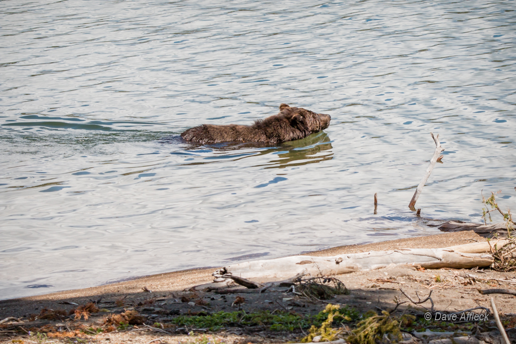 20140620_Yellowstone_Vacation-1370W.jpg