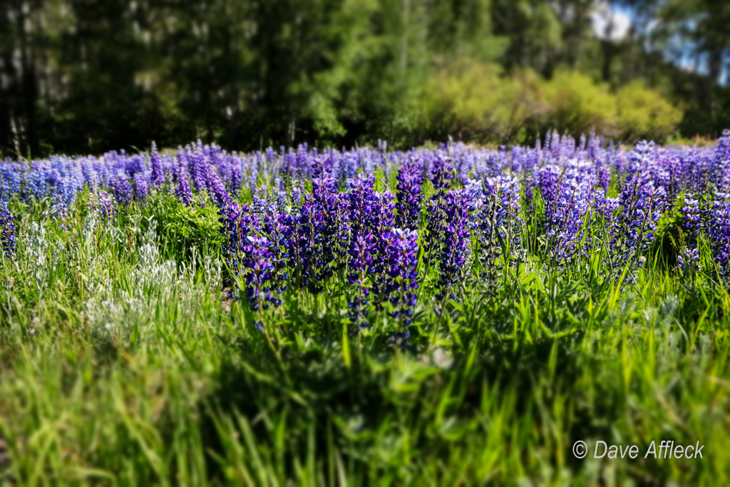 20140605_Deep%20Creeks_Camping-1541W.jpg