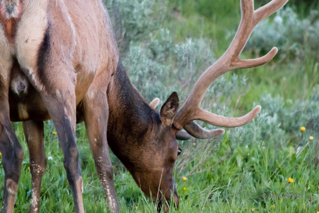 20140620_Yellowstone_Vacation-1205W.jpg