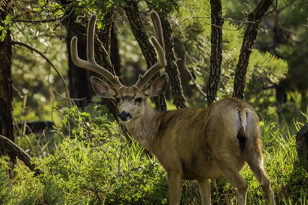 20130801_Elk%20Ridge_Camping-103W.jpg