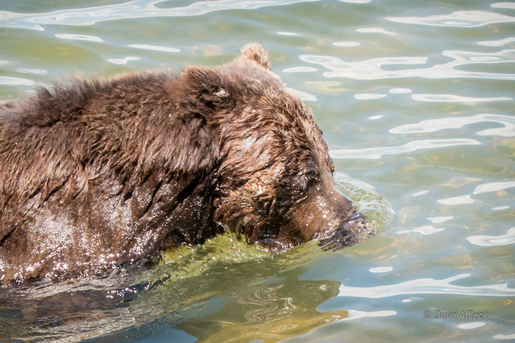 20140620_Yellowstone_Vacation-1420W.jpg