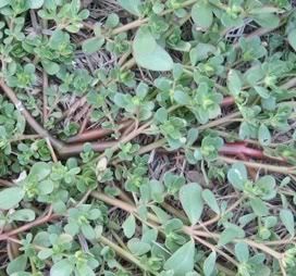purslane.jpg