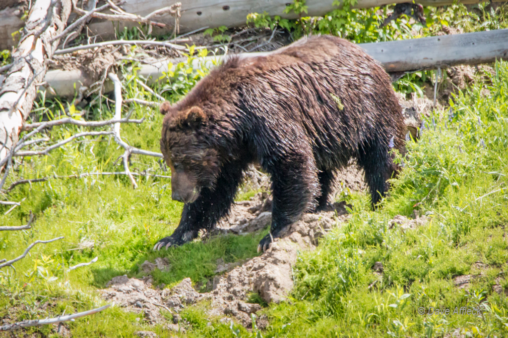 20140620_Yellowstone_Vacation-1524-EditW.jpg