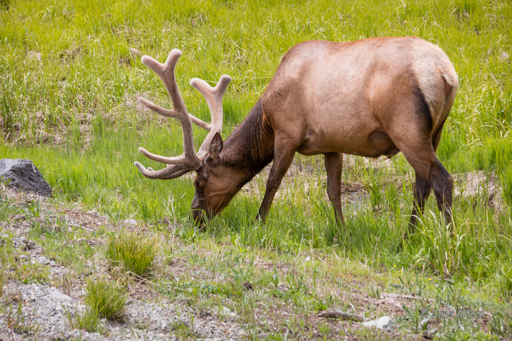 20140620_Yellowstone_Vacation-194W.jpg