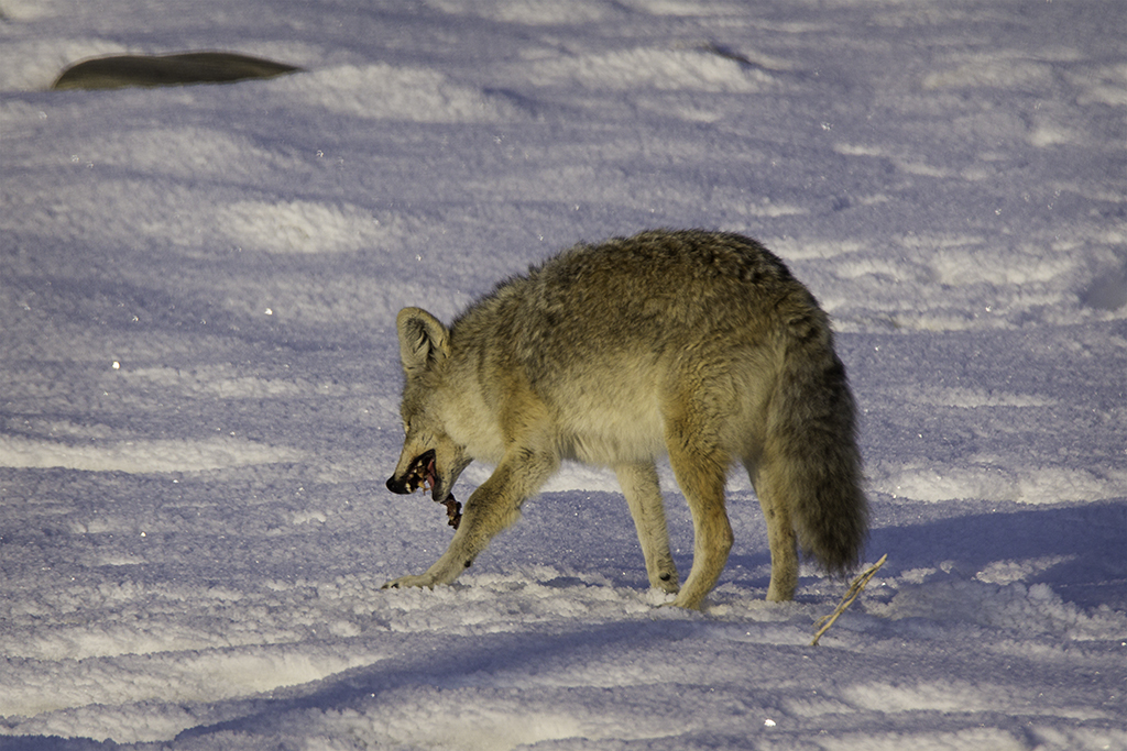 20140126_Wildlife-292W.jpg