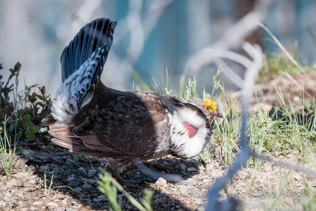 20140620_Yellowstone_Vacation-1295W.jpg