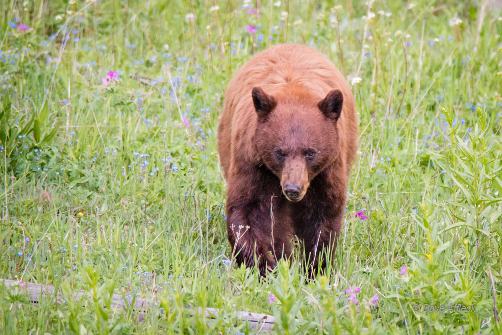 20140620_Yellowstone_Vacation-2590-EditW.jpg