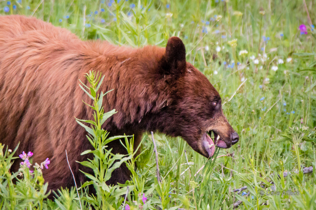 20140620_Yellowstone_Vacation-2597-EditW.jpg