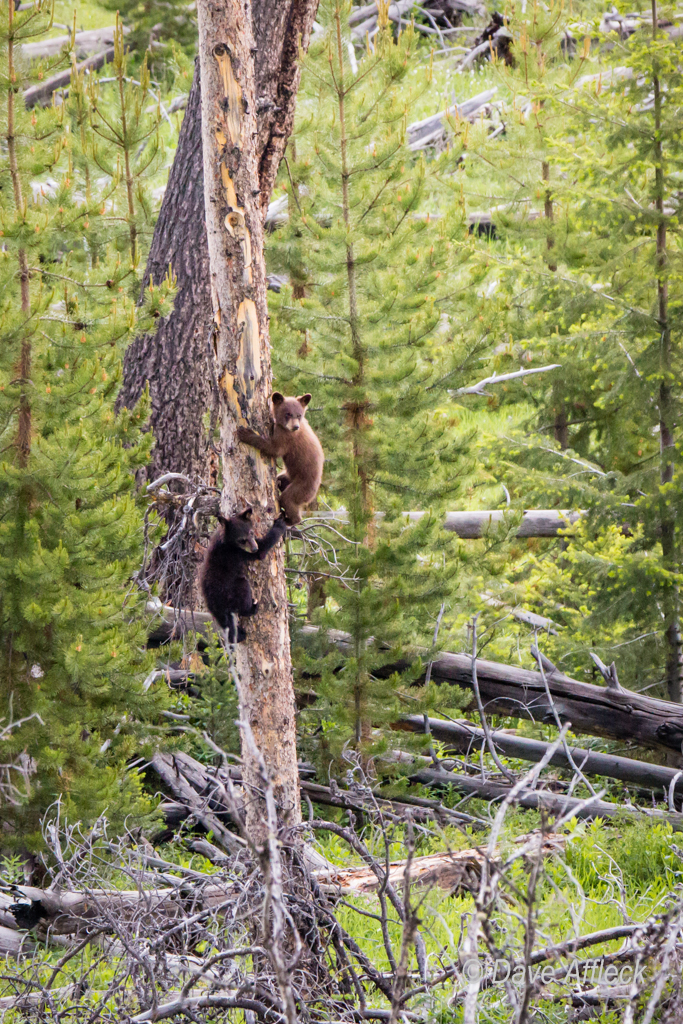 20140620_Yellowstone_Vacation-2242W.jpg