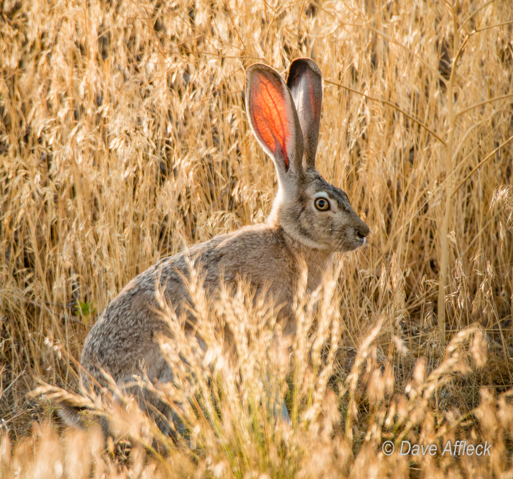 20140716_Wildlife-90W.jpg